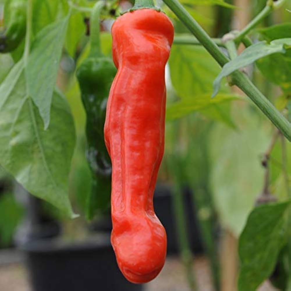Peter Pepper Red Hot Chili - for planting in home garden